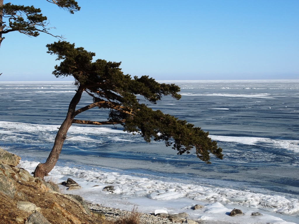 Кедр на байкале фото