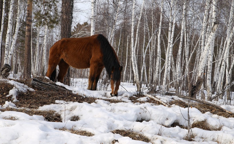 ������ ���������