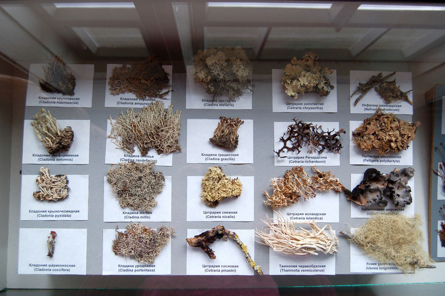 ������������� ����������. ����� ������� � �����