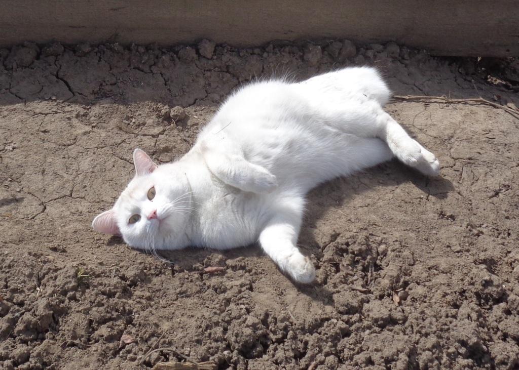 ����� ����