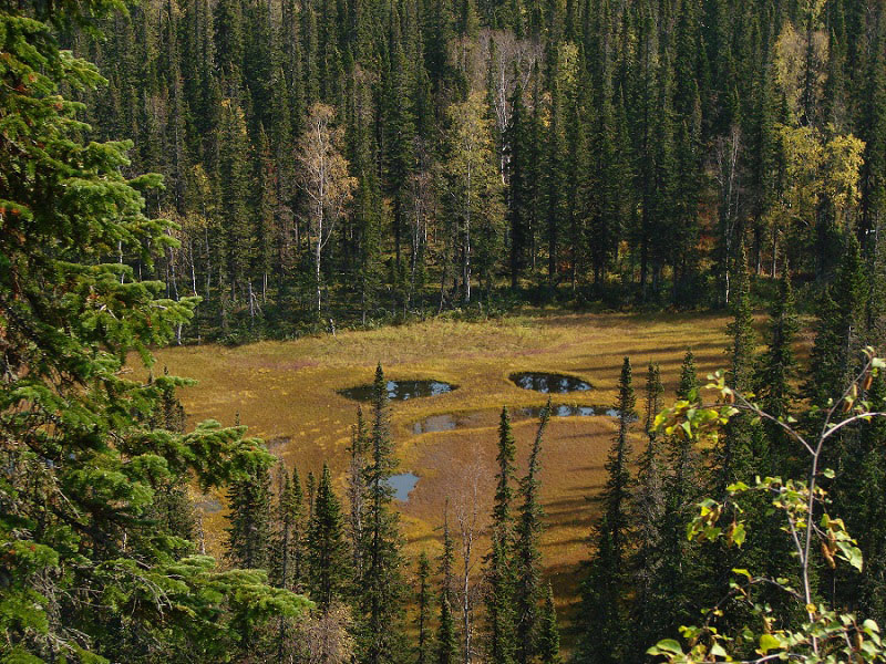 ��� ��������� ����