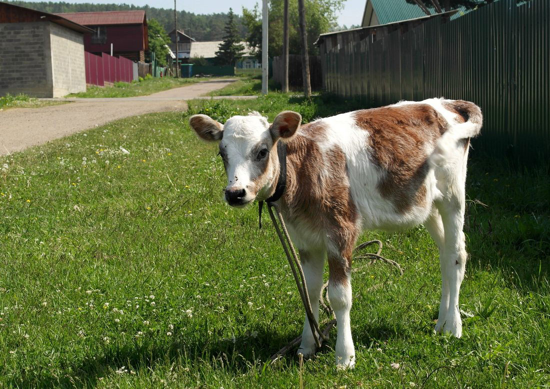 ����� �� ���� ��