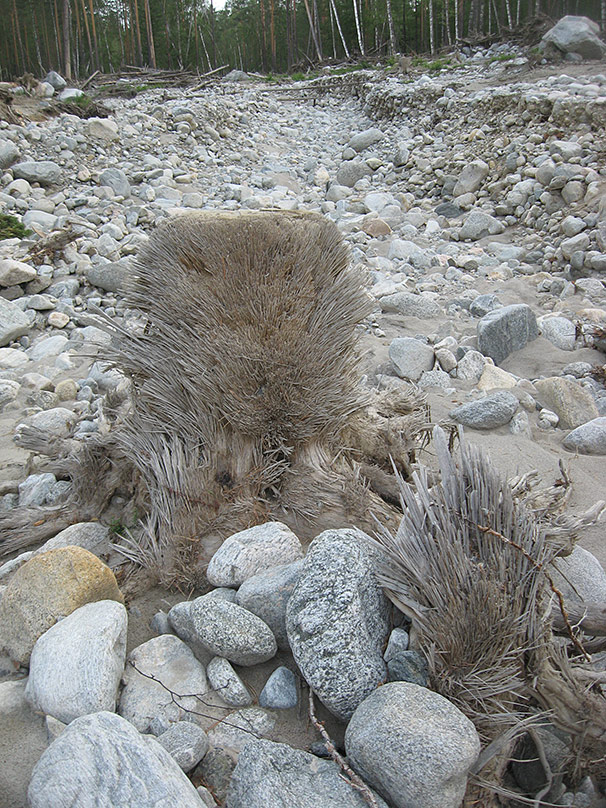 Erinaceus mudflow  