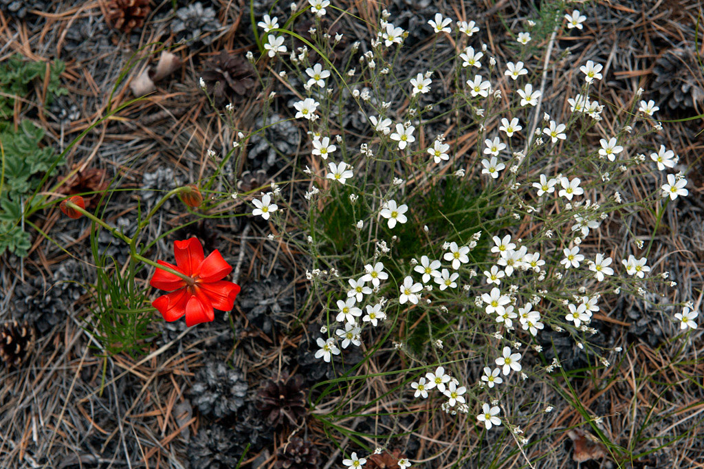 Байкальские цветы боткинская ул
