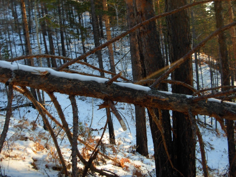 ����� ����� �����������