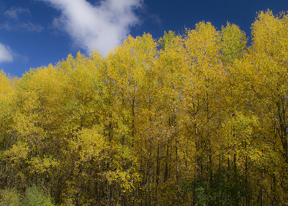 �� ���� ����������