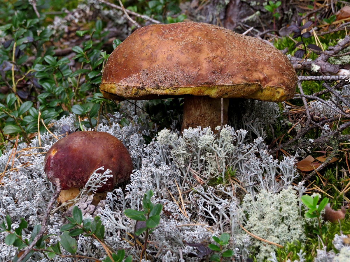 ���������-���������