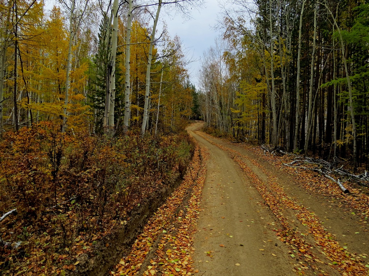 ������ ������