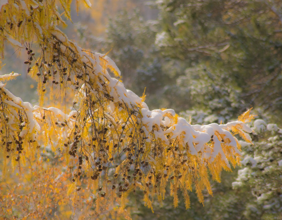 ������� ������� �����