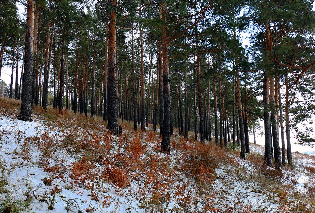 ����-����� ����