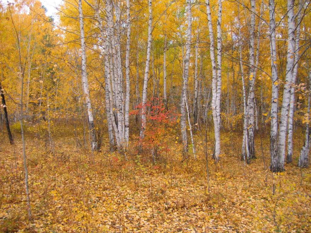 ��� ����� ������� �������