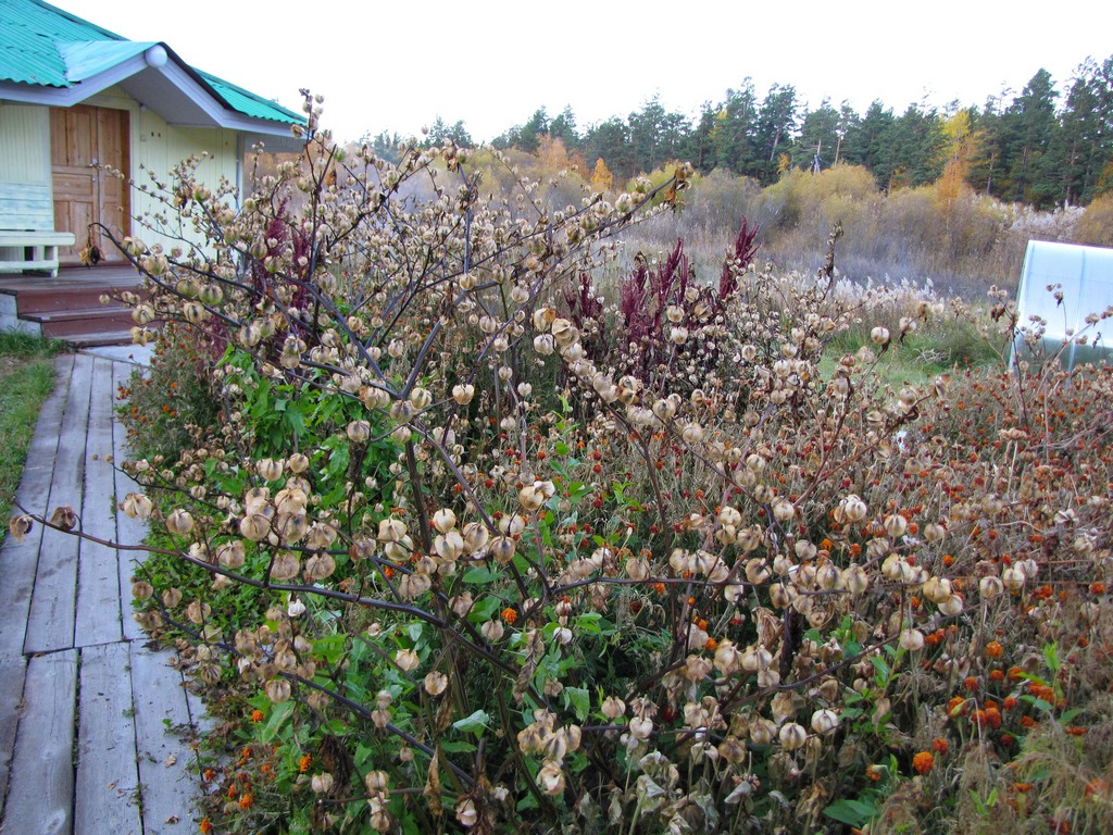 ������� ���������