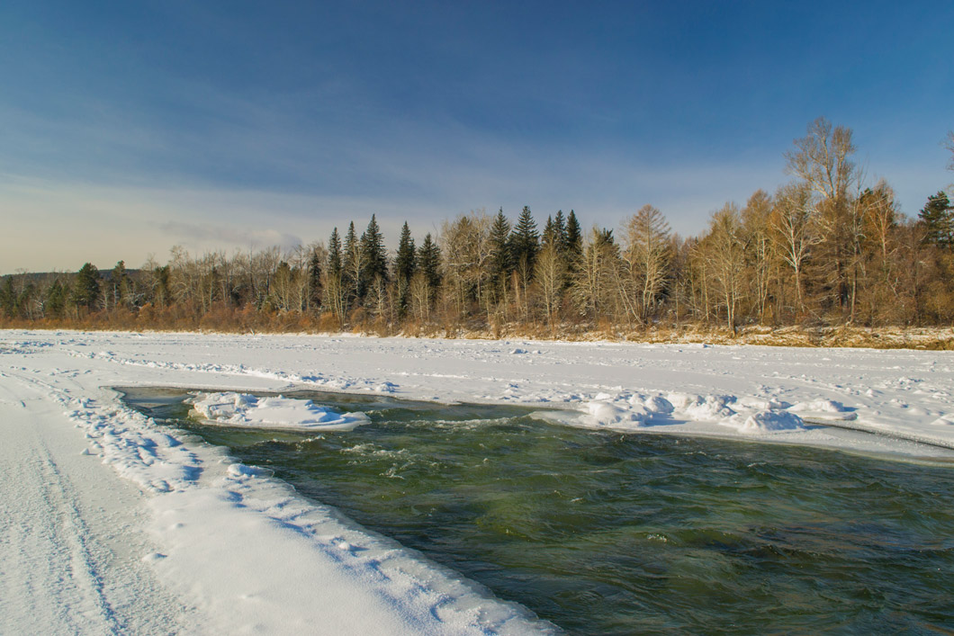 Полынья на реке фото растения крупным планом