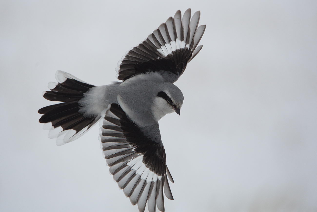 Птичка с белыми полосками на крыльях