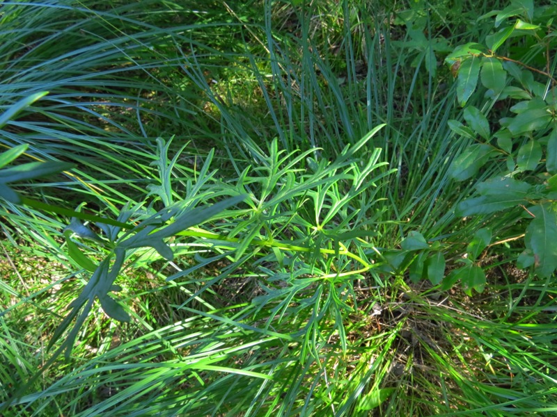 �����? ������