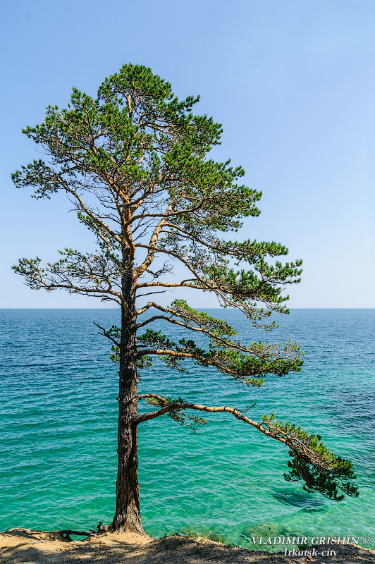 Байкальская сосна фото