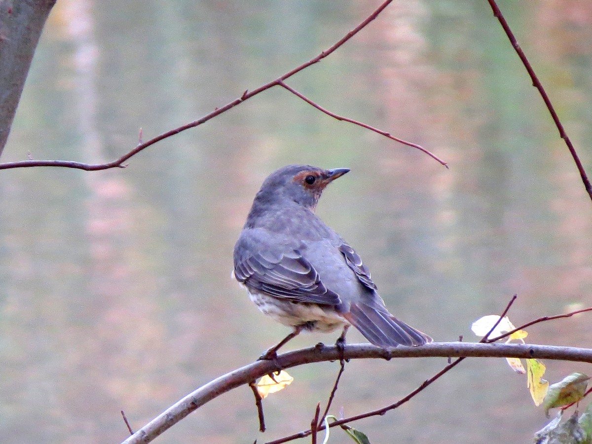 Дрозд краснозобый (turdus ruficollis)