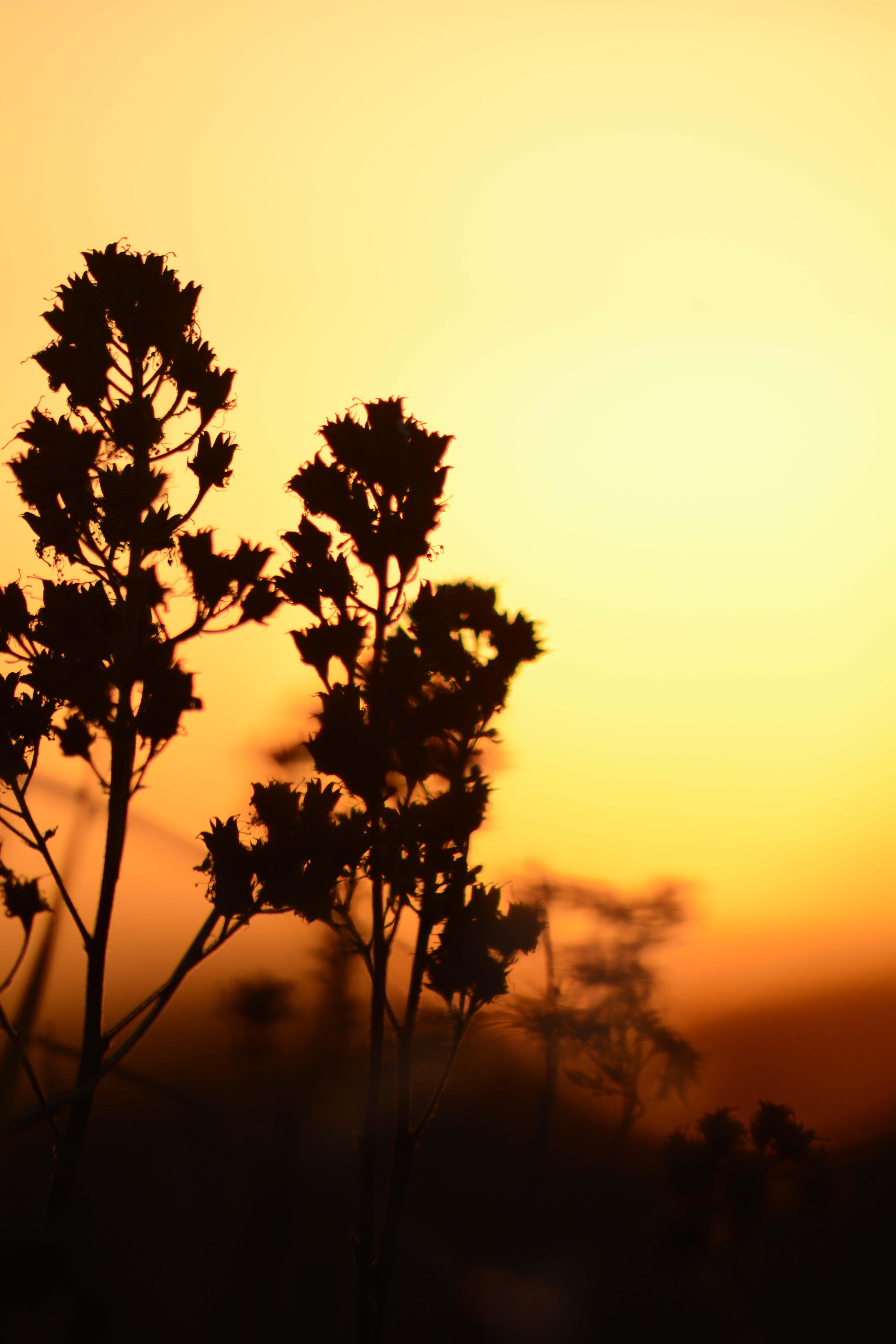 ������� ��