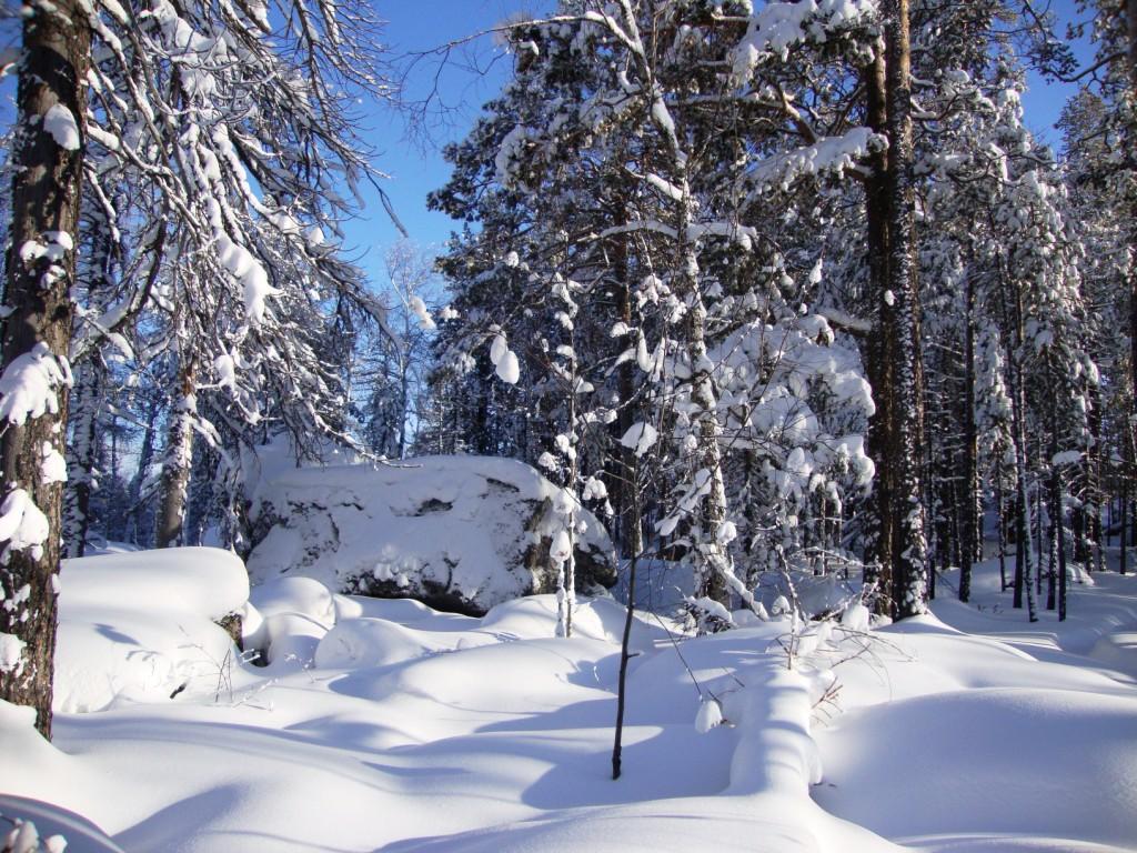 ����� ������ ���